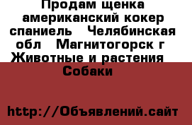 Продам щенка американский кокер-спаниель - Челябинская обл., Магнитогорск г. Животные и растения » Собаки   